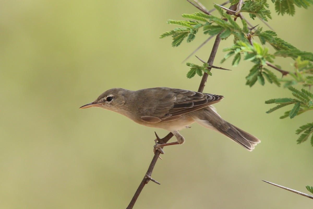 Basra Reed Warbler - ML470920181