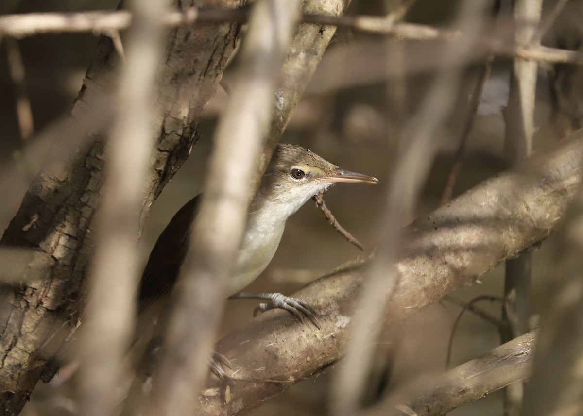 Basra Reed Warbler - ML470920221