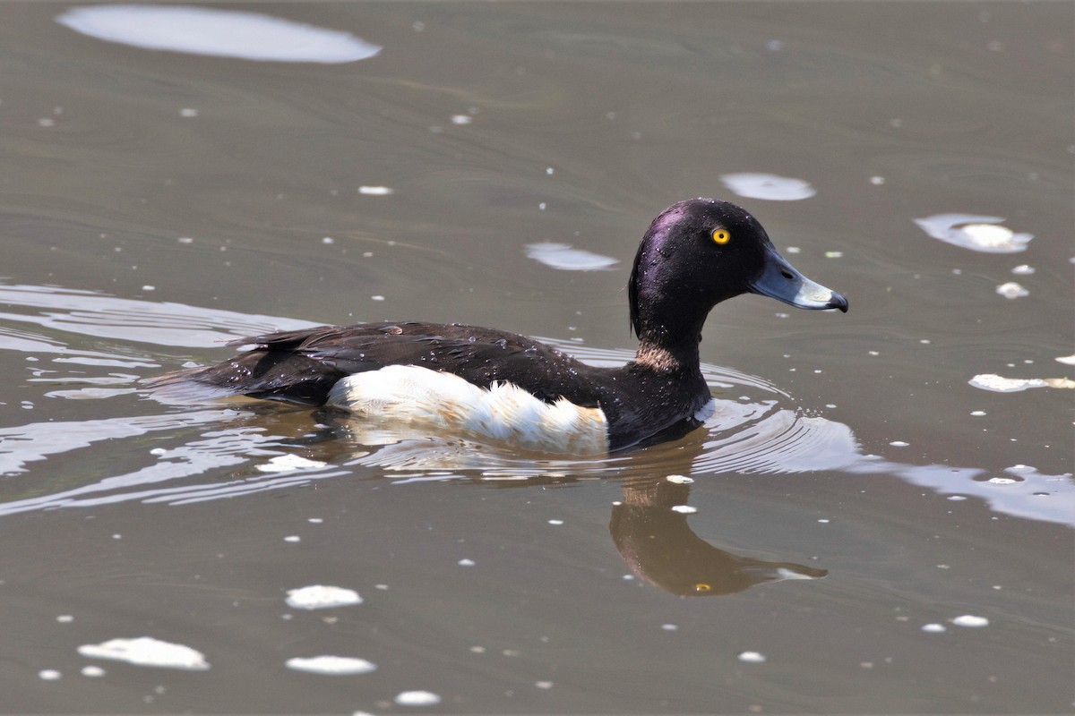 Tufted Duck - ML470921081