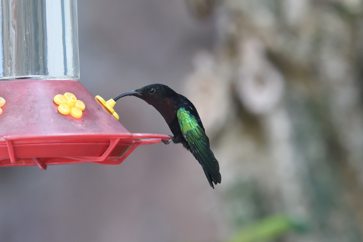 Purple-throated Carib - ML470922091