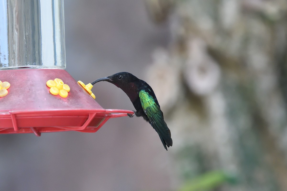 kolibřík nachovohrdlý - ML470922111