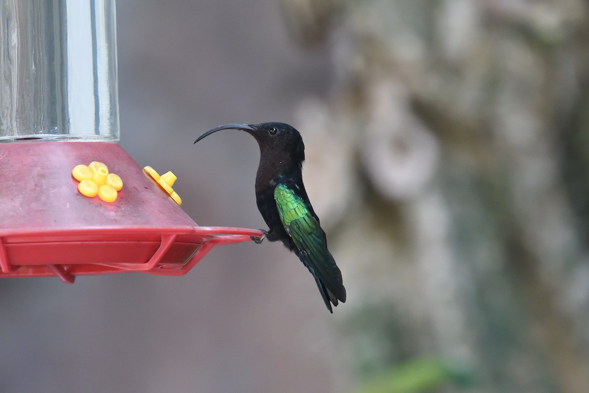 kolibřík nachovohrdlý - ML470922131