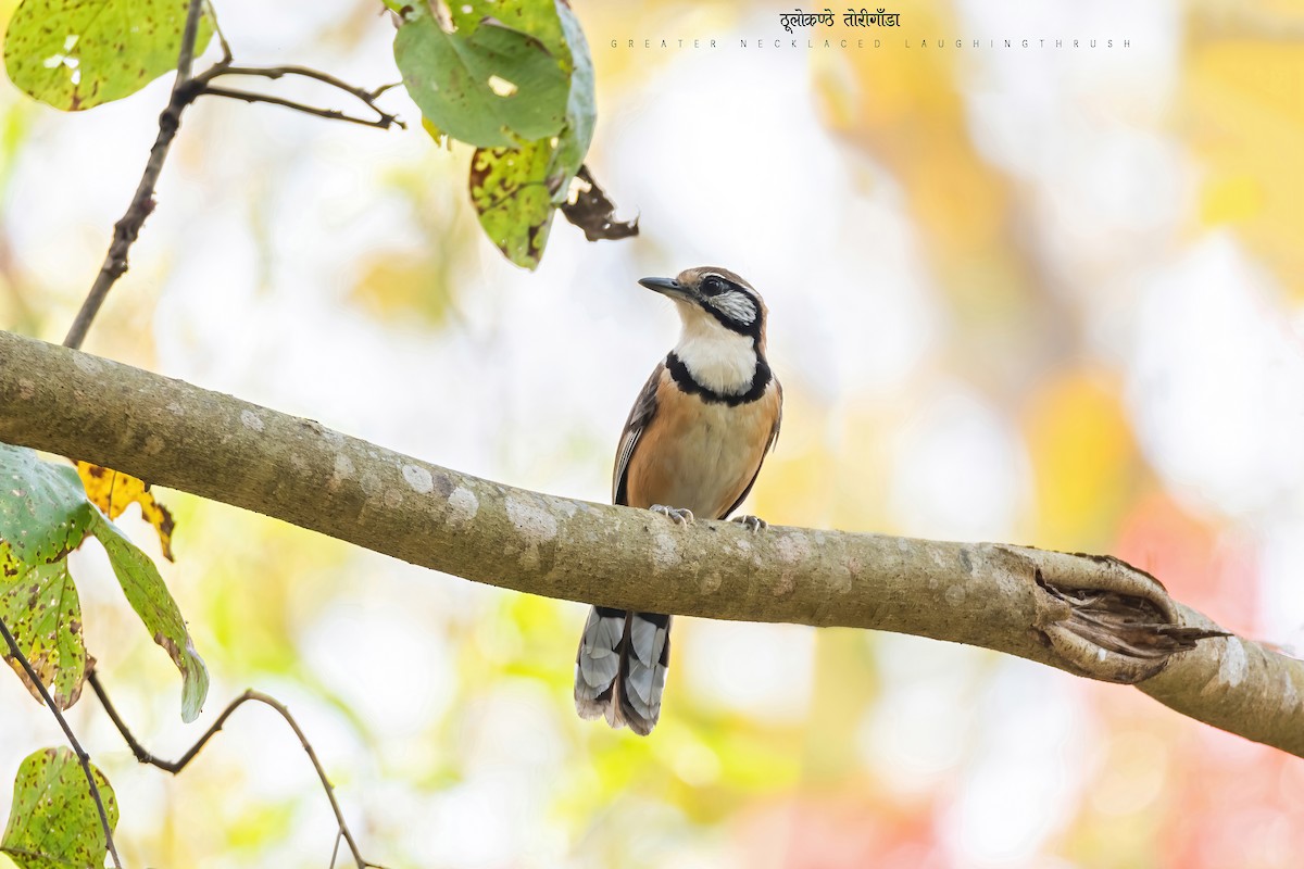 Greater Necklaced Laughingthrush - ML470923101