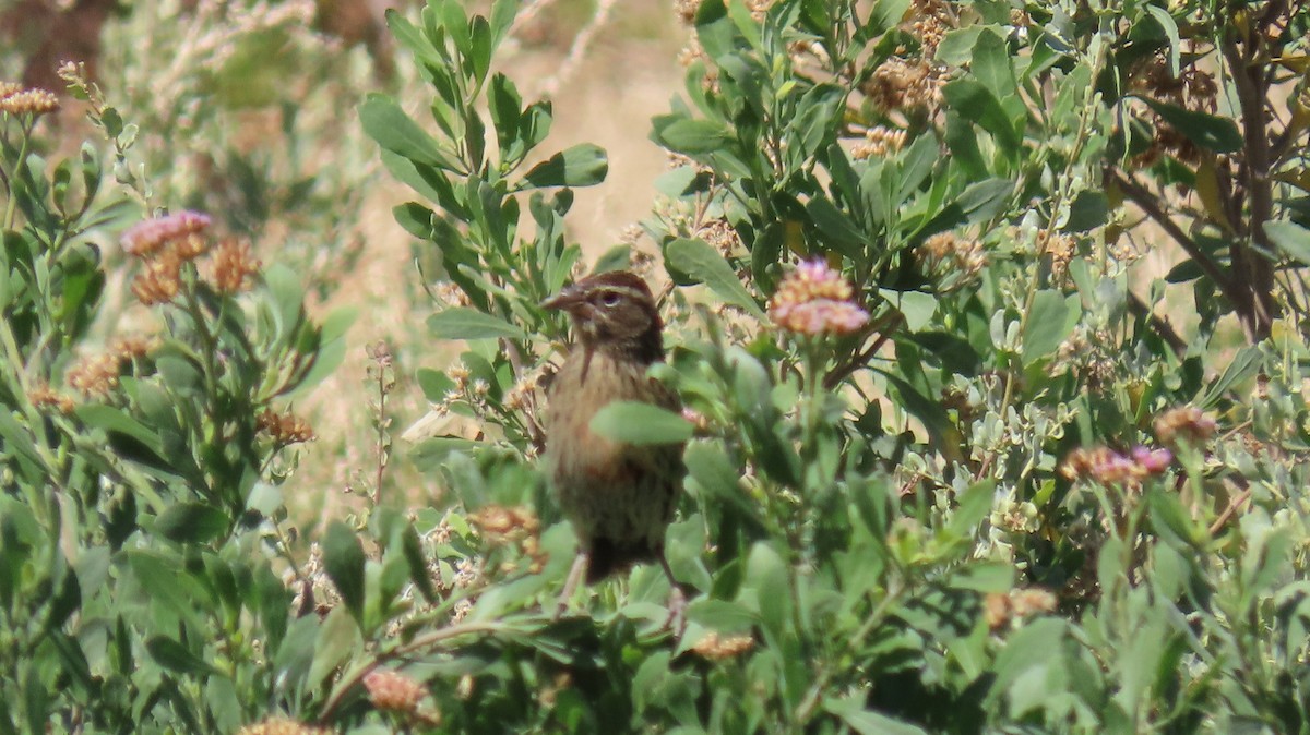 Peruvian Meadowlark - ML470923141