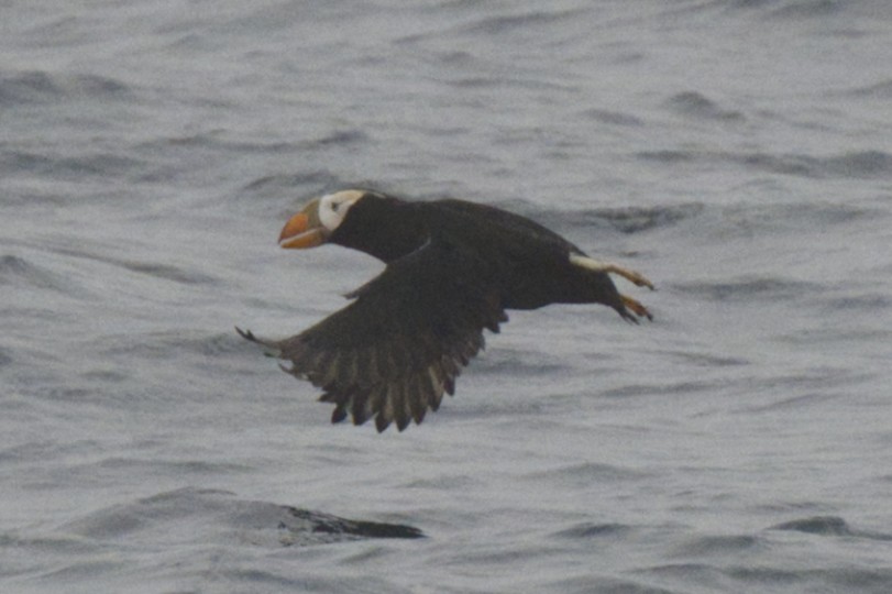 Tufted Puffin - Doug Drynan