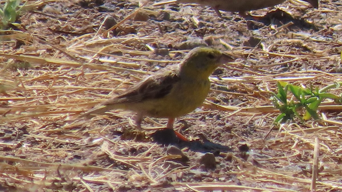Raimondi's Yellow-Finch - ML470923301