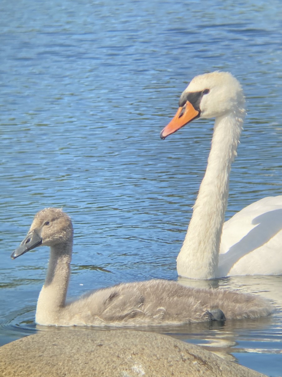 Хуруут хун - ML470923811