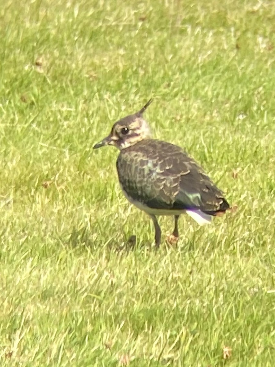 Умардын хавтгаалж - ML470923941