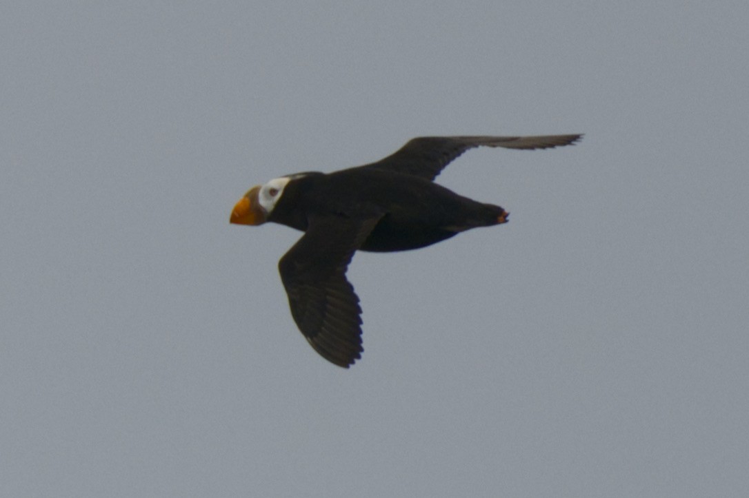 Tufted Puffin - ML470924241