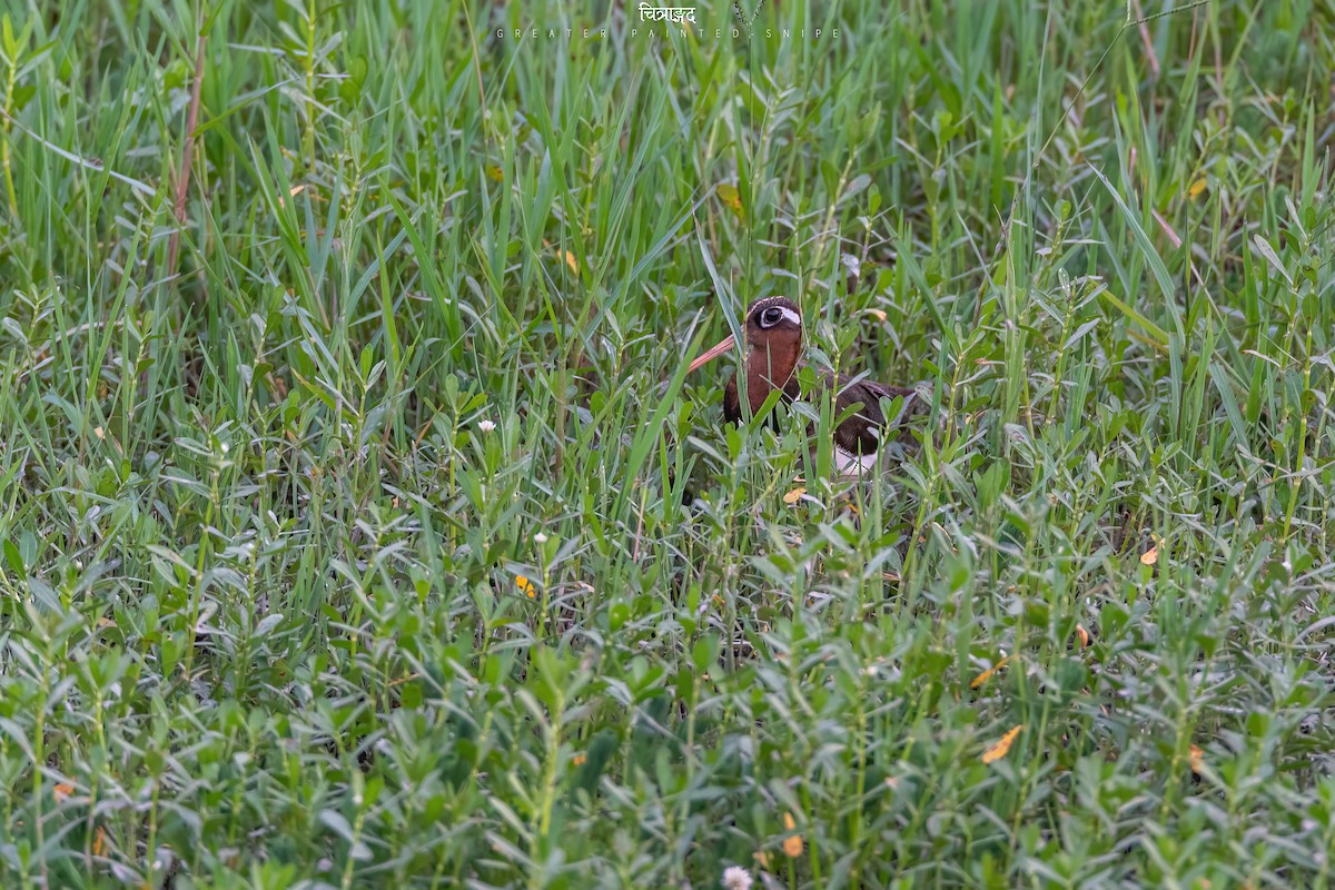 Greater Painted-Snipe - Deepak Budhathoki 🦉