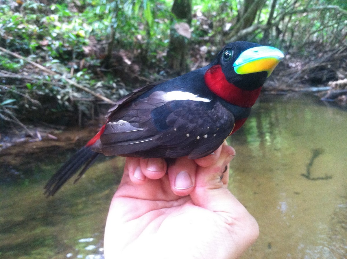 Black-and-red Broadbill - ML47092671