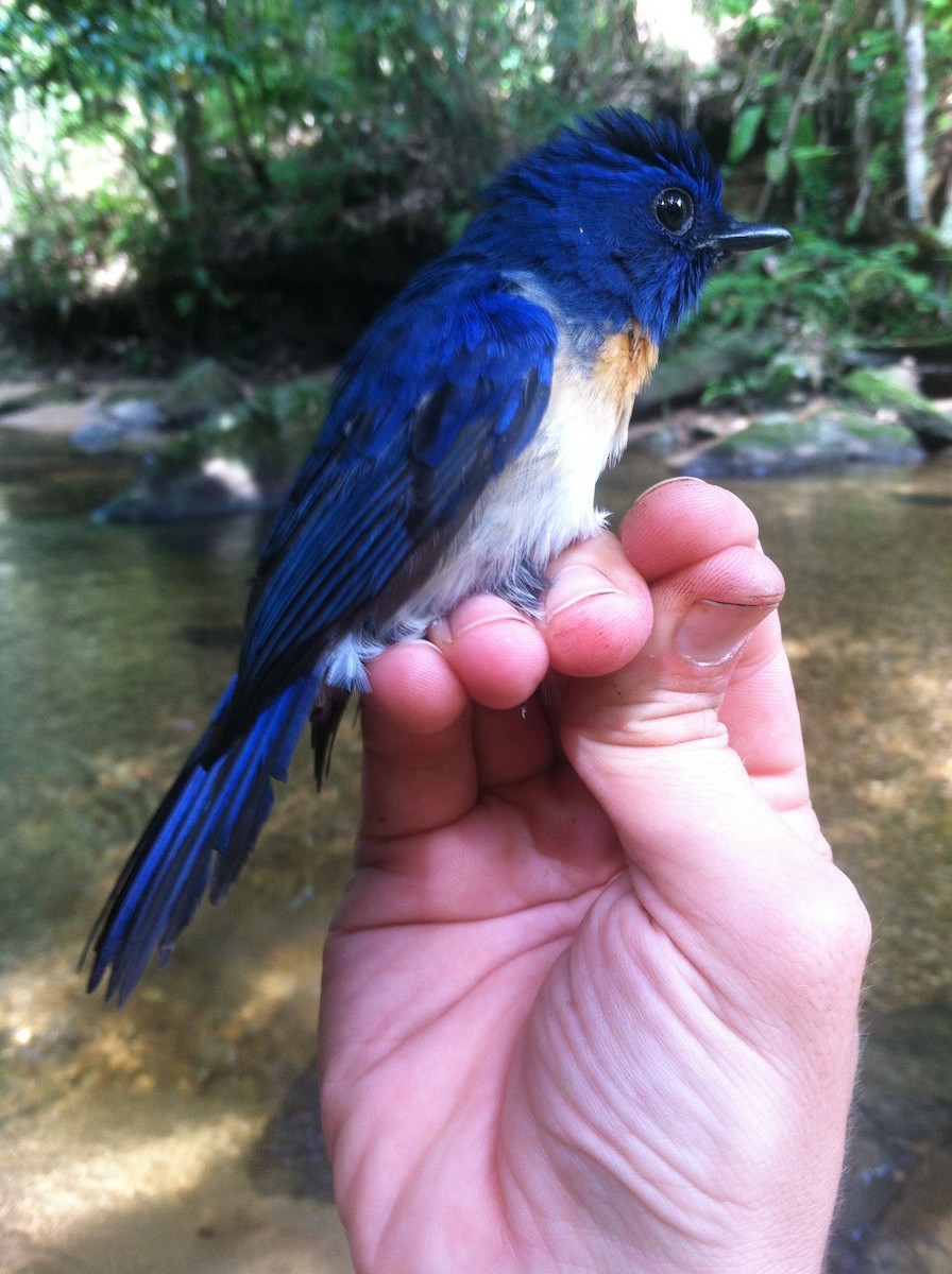 Malaysian Blue Flycatcher - ML47092721