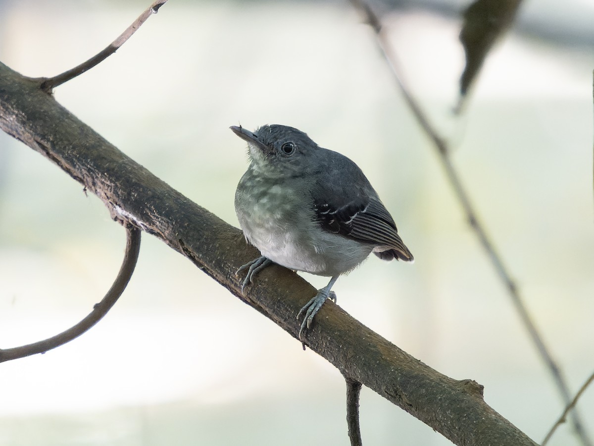 Leaden Antwren - Simon Colenutt