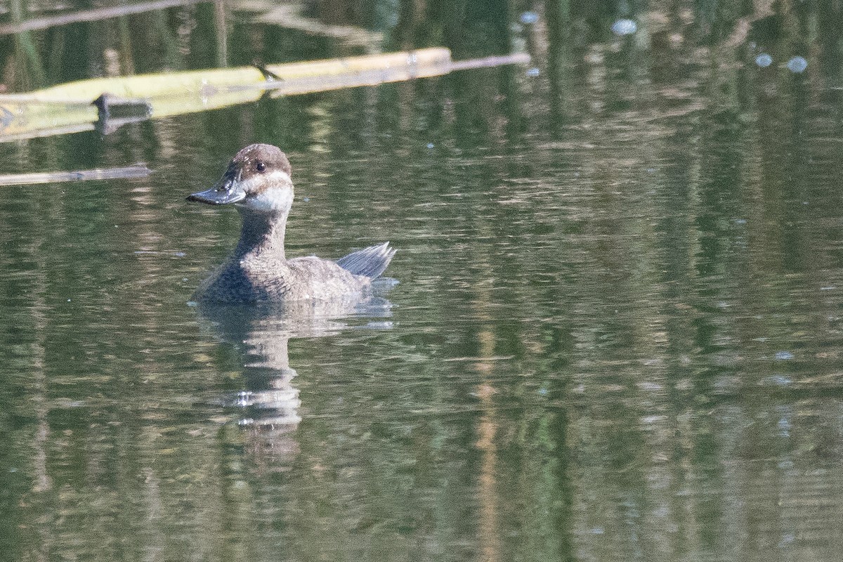 Ruddy Duck - Antony Wilson