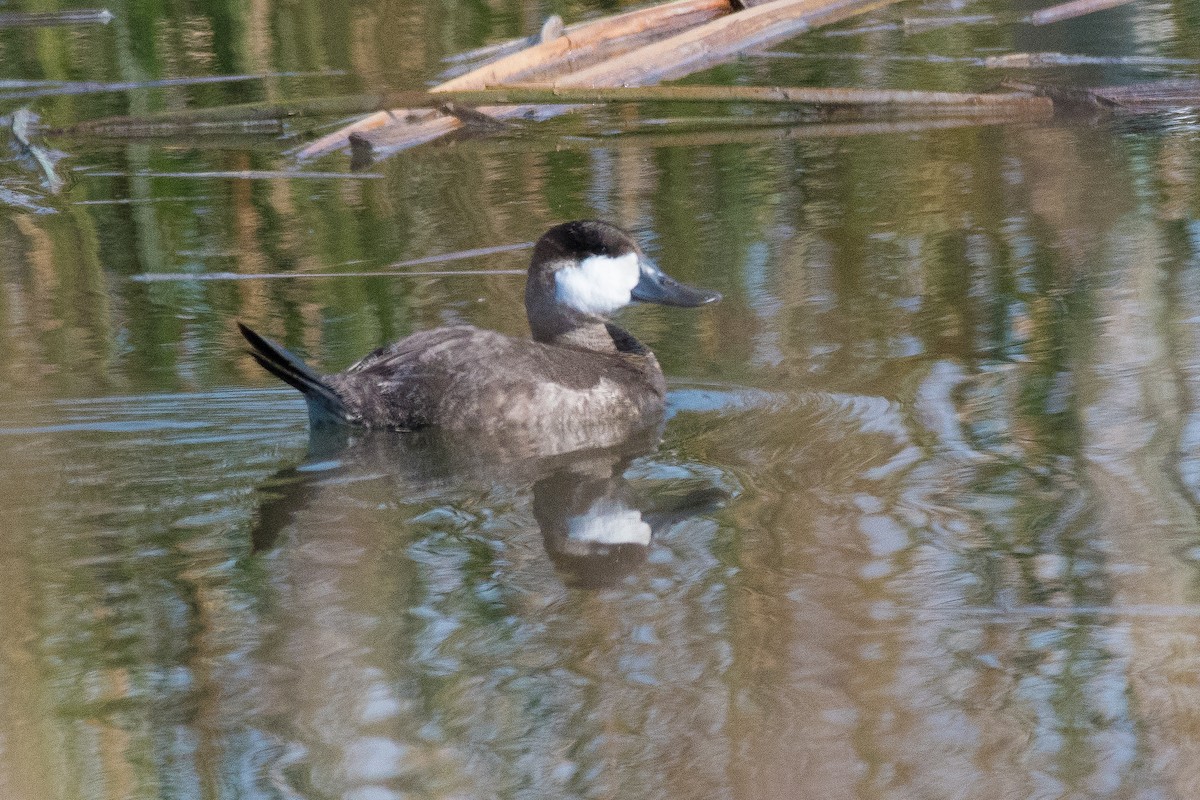 Ruddy Duck - ML47092891