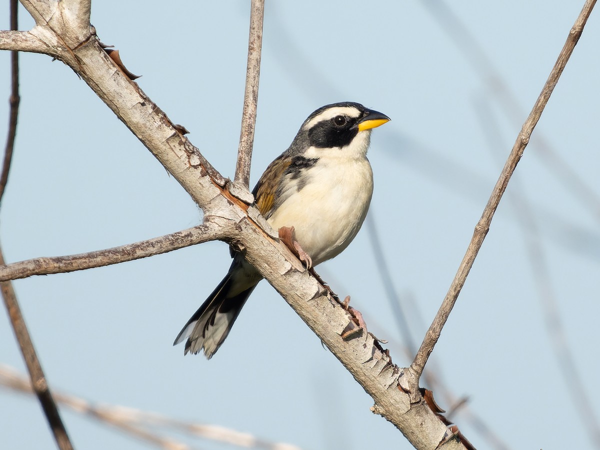 Black-masked Finch - Simon Colenutt