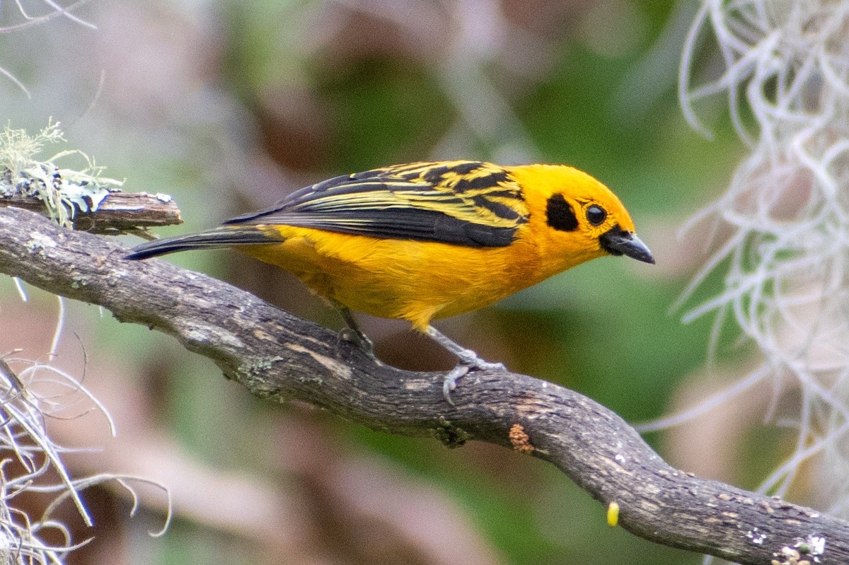 Golden Tanager (aurulenta Group) - ML470929871