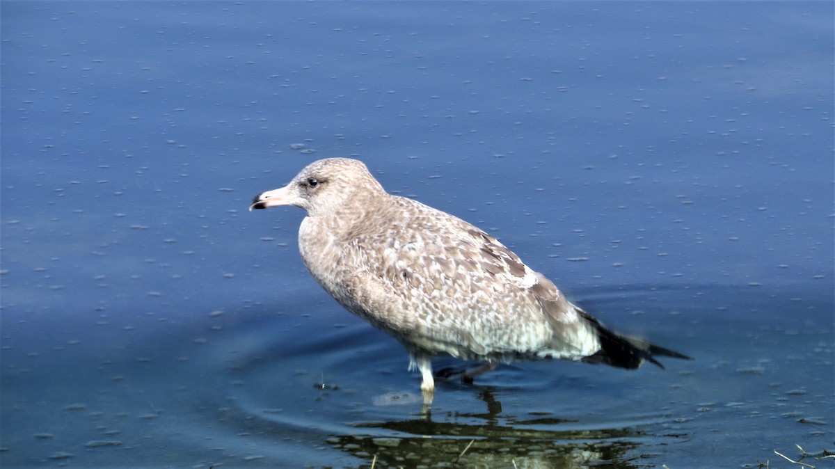 racek stříbřitý (ssp. smithsonianus) - ML47093001