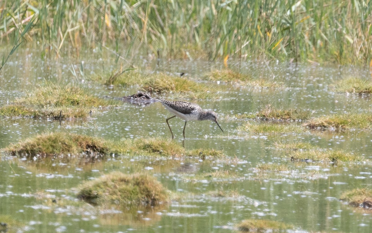 Marsh Sandpiper - ML470930701
