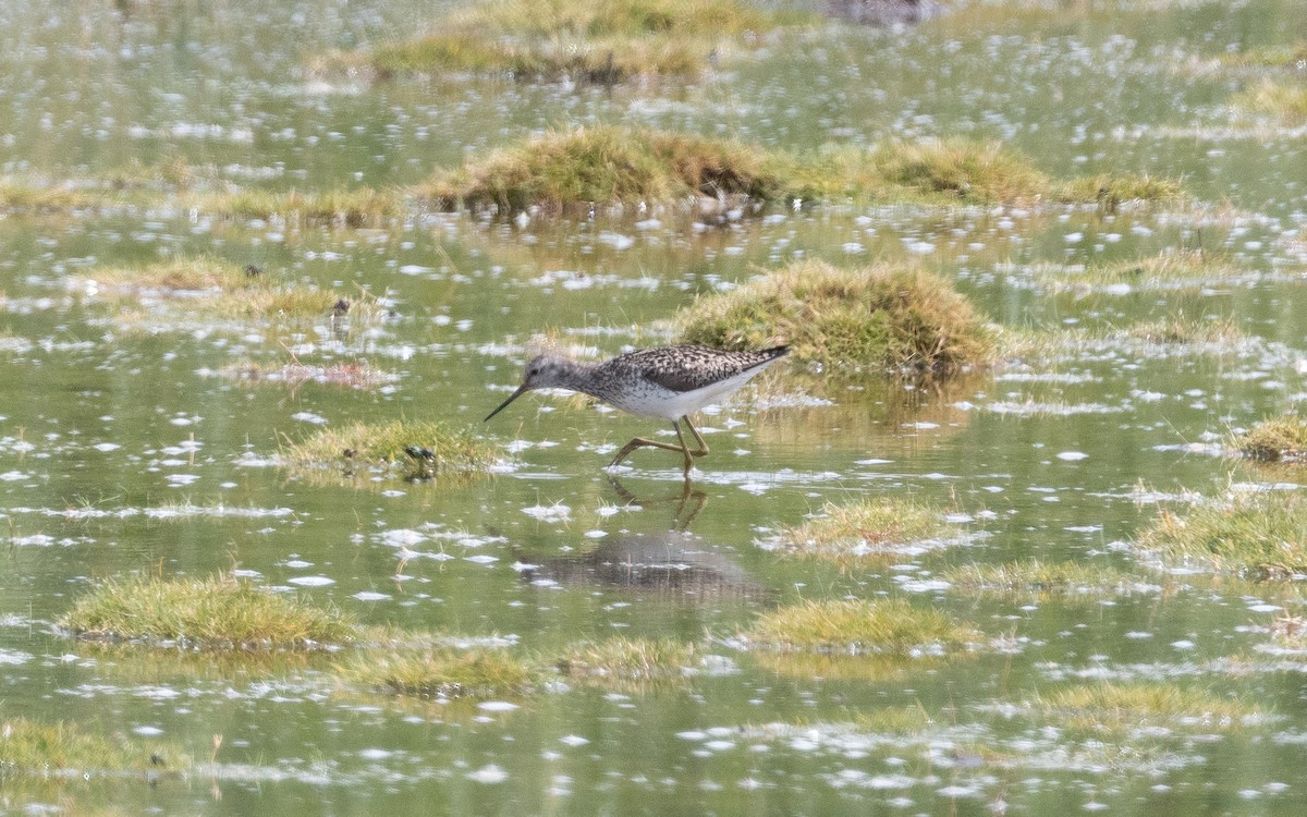 Marsh Sandpiper - ML470930711