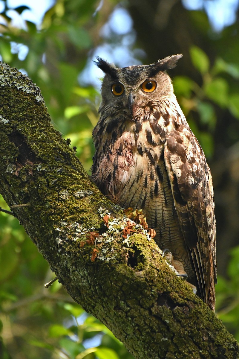Eurasian Eagle-Owl - ML470932131