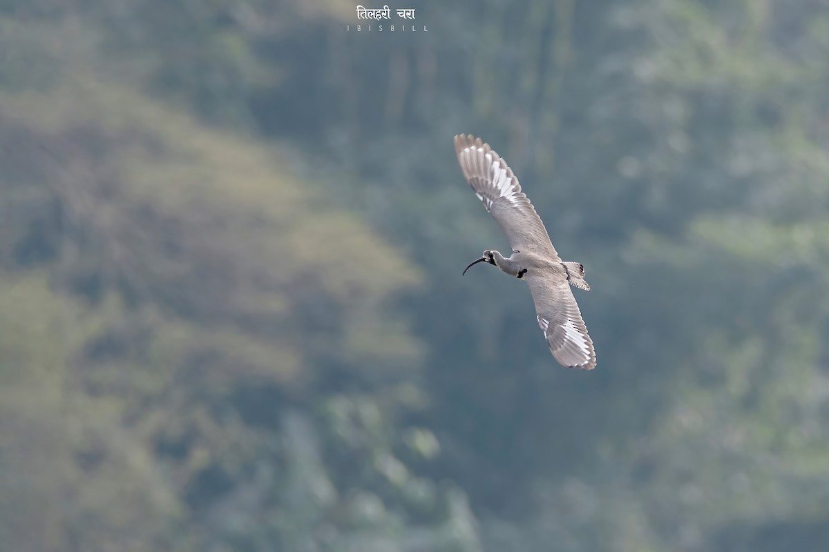 Bec-d'ibis tibétain - ML470933211