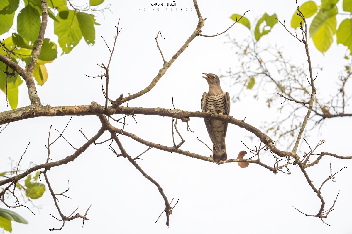 Indian Cuckoo - Deepak Budhathoki 🦉