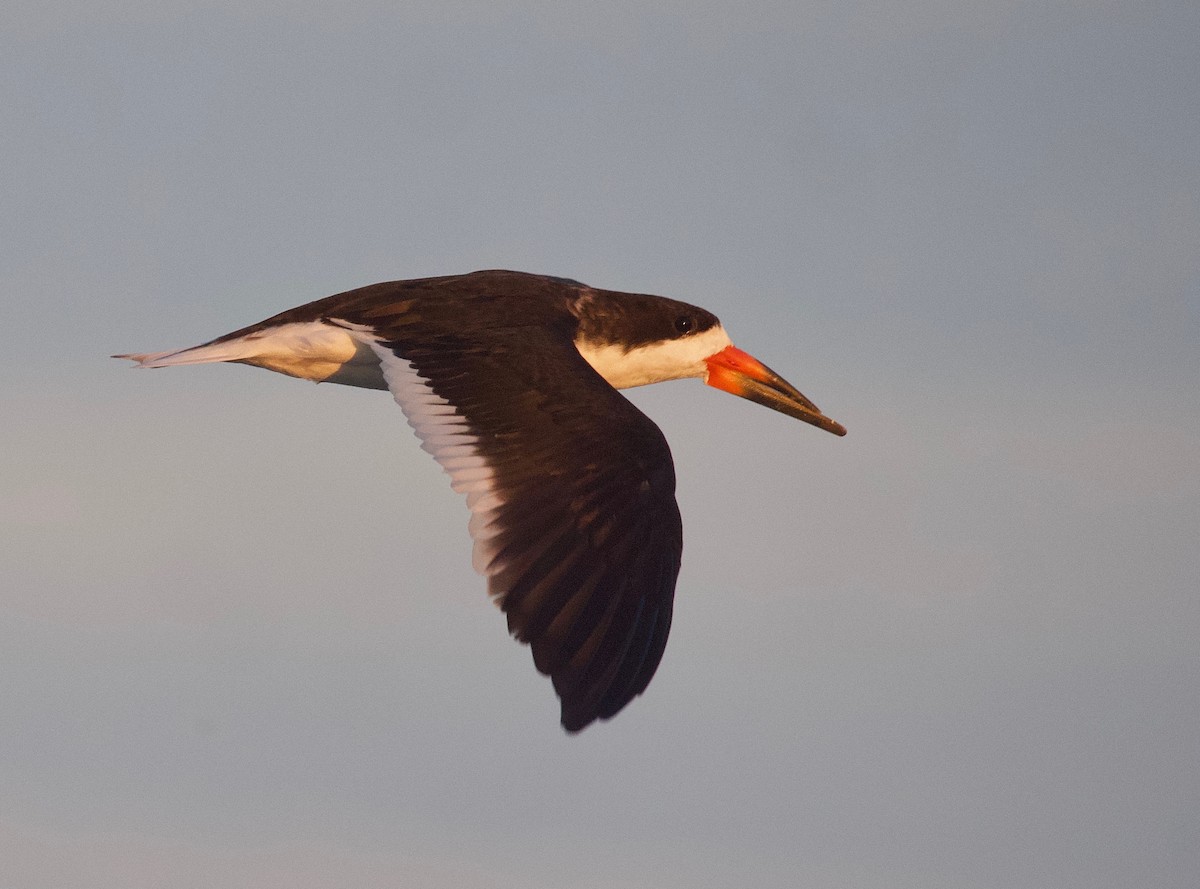 Black Skimmer - Gautam Apte