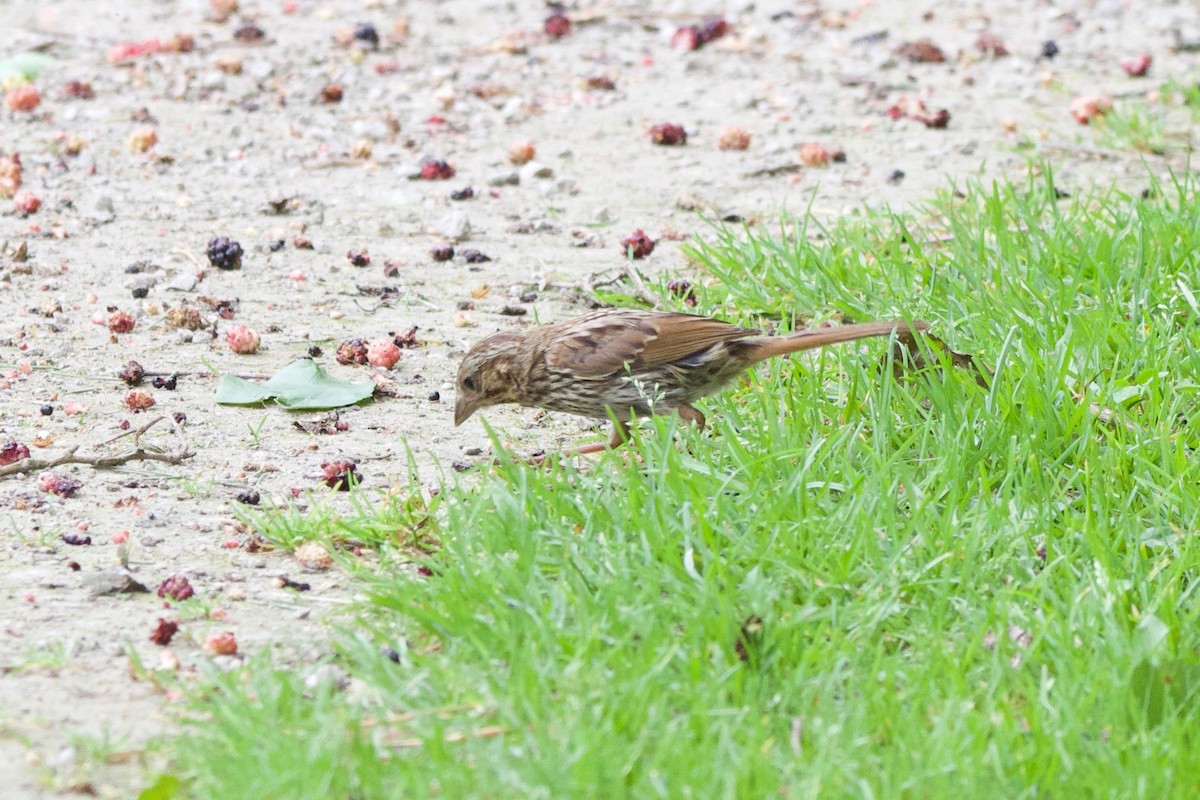 Song Sparrow - John Shamgochian