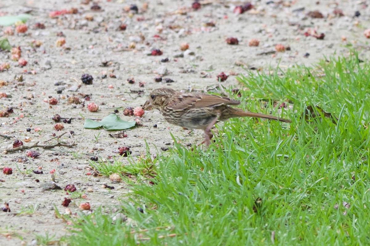 Song Sparrow - ML470938911