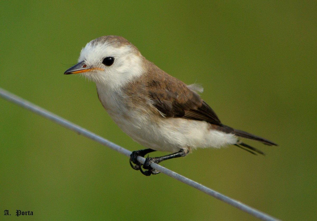 White-headed Marsh Tyrant - ML47093931