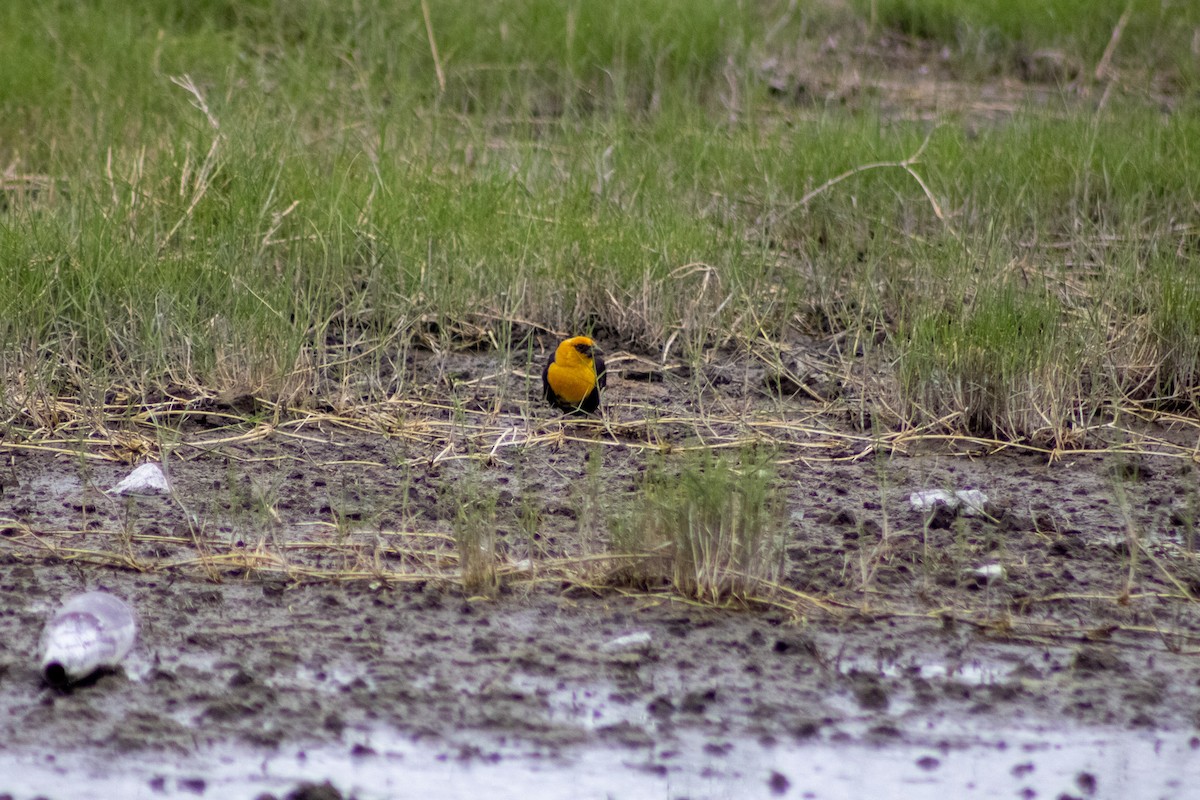 Yellow-headed Blackbird - ML470940181