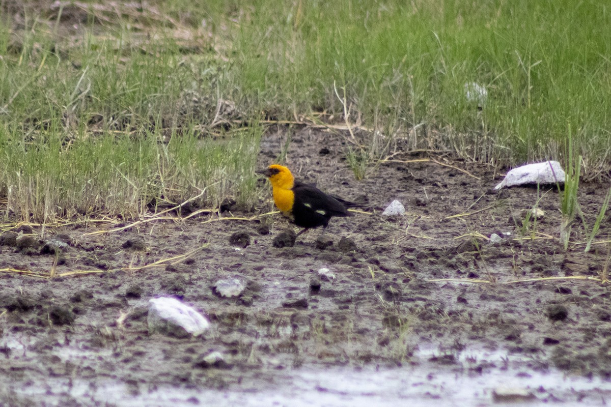 Yellow-headed Blackbird - ML470940261