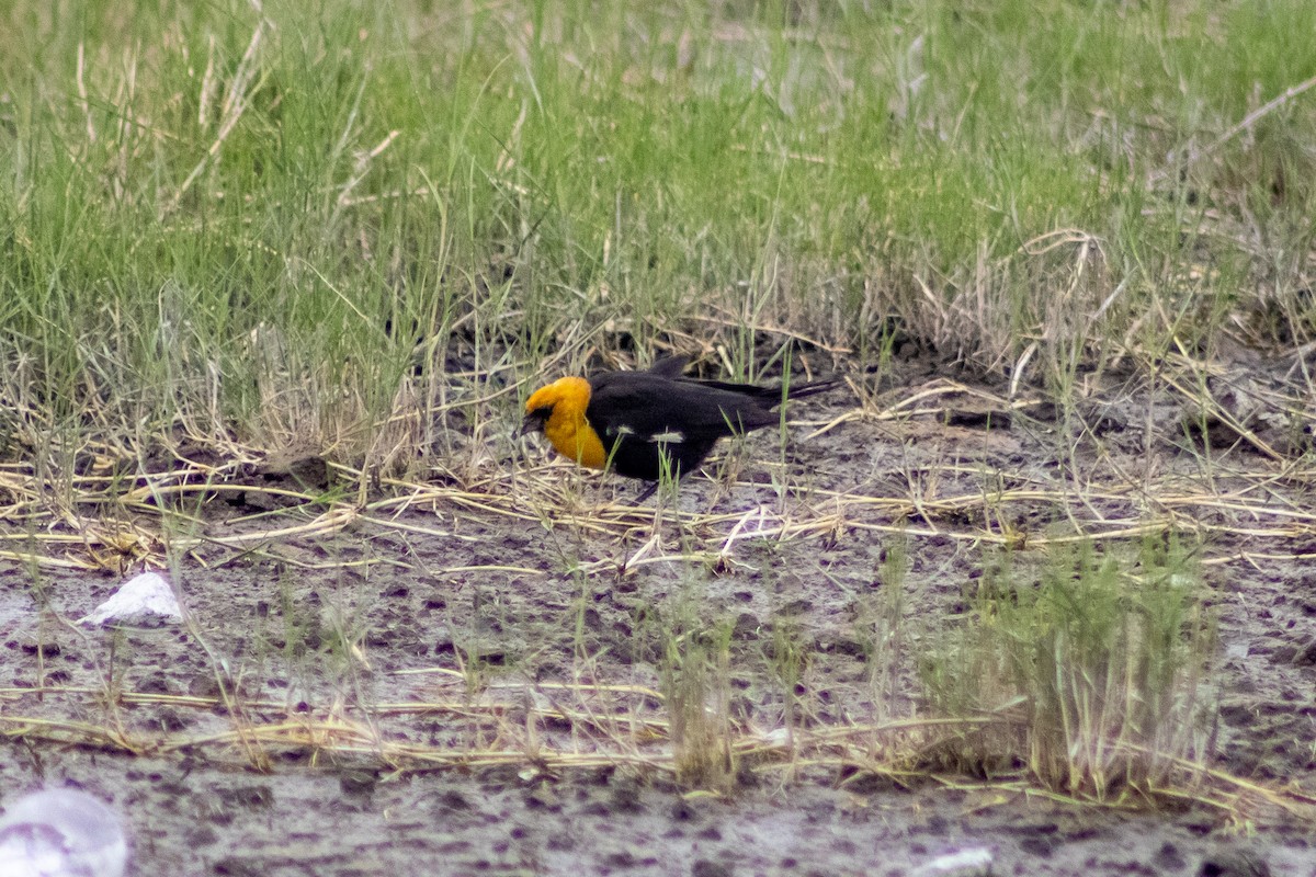 Yellow-headed Blackbird - ML470940331