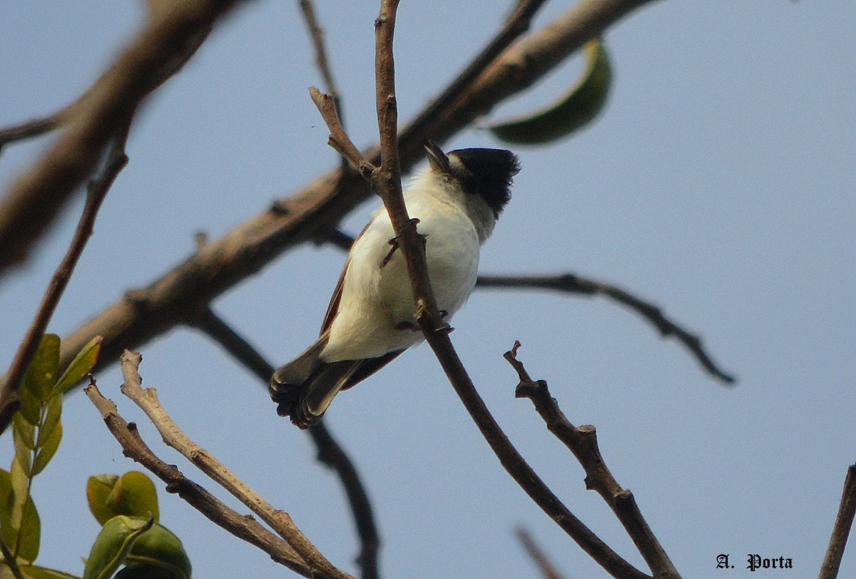 White-naped Xenopsaris - ML47094041