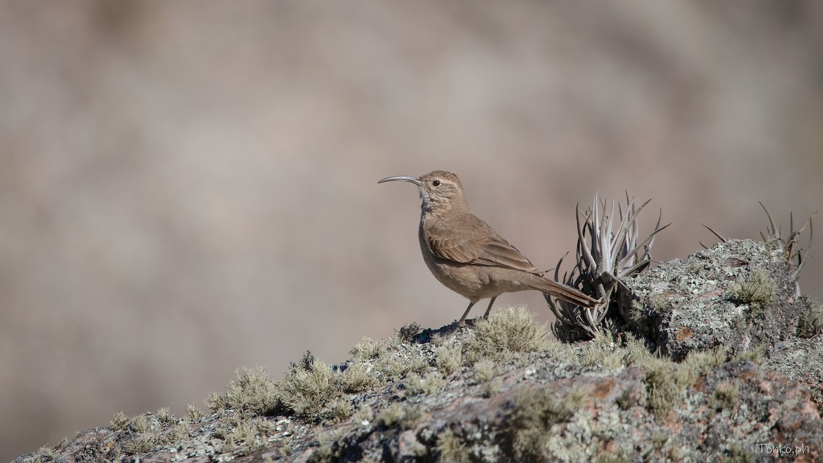 Scale-throated Earthcreeper - ML470940701