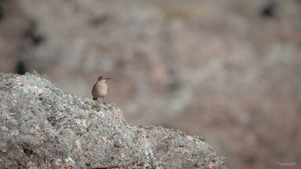 Scale-throated Earthcreeper - ML470940711