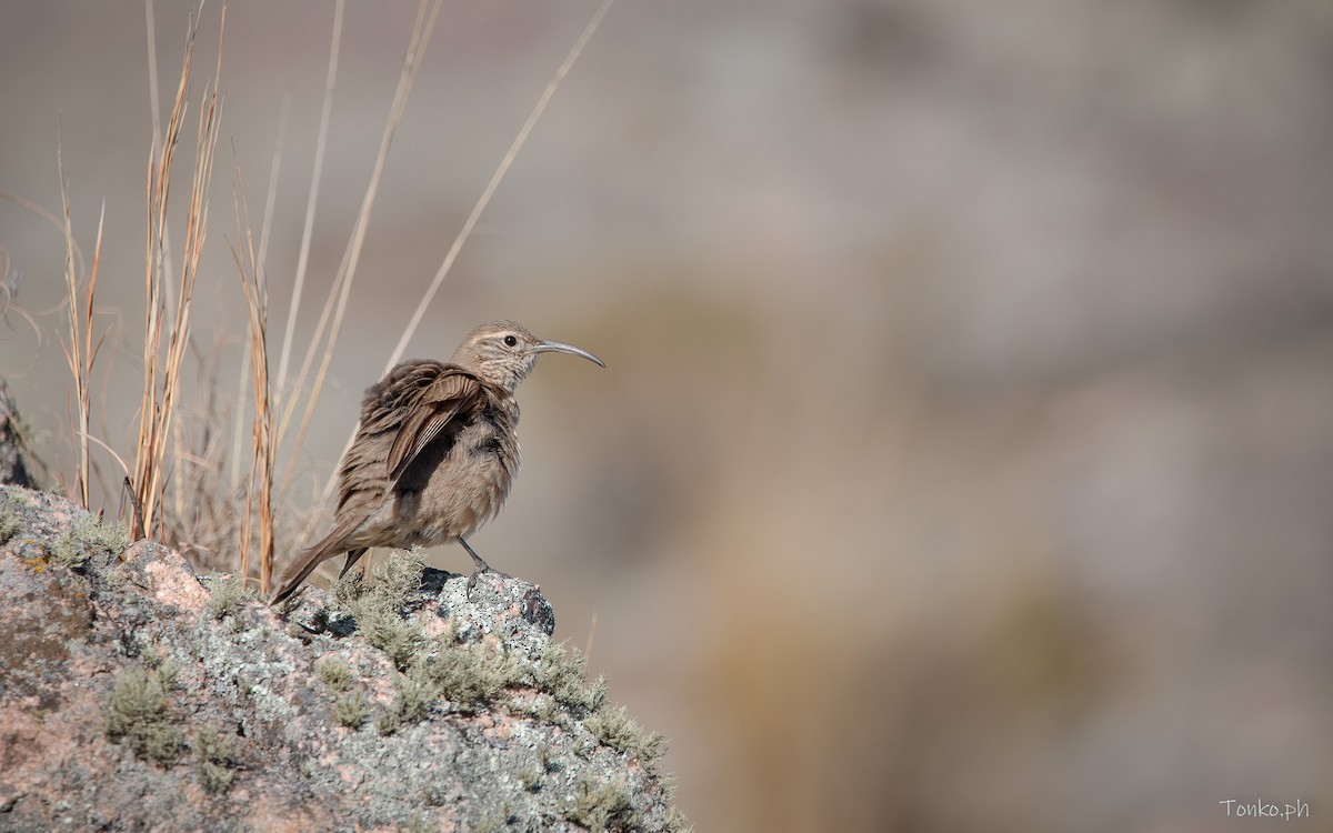 Scale-throated Earthcreeper - ML470940721