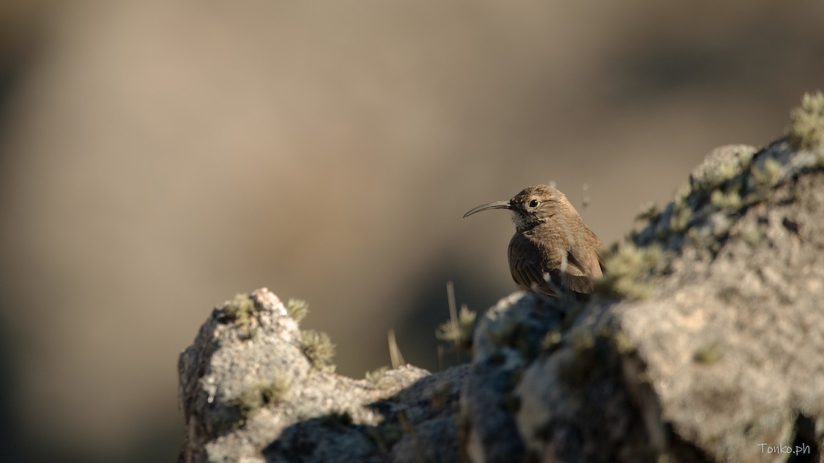 Scale-throated Earthcreeper - ML470940731