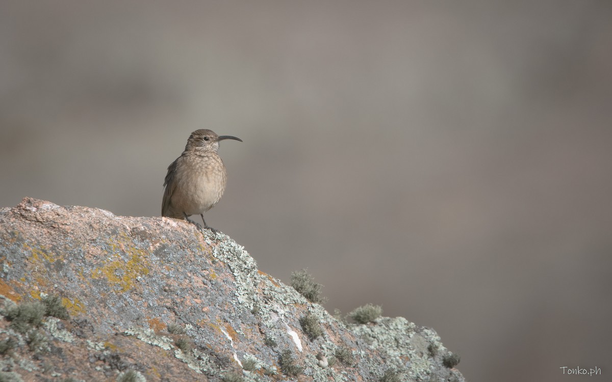 Scale-throated Earthcreeper - ML470940741