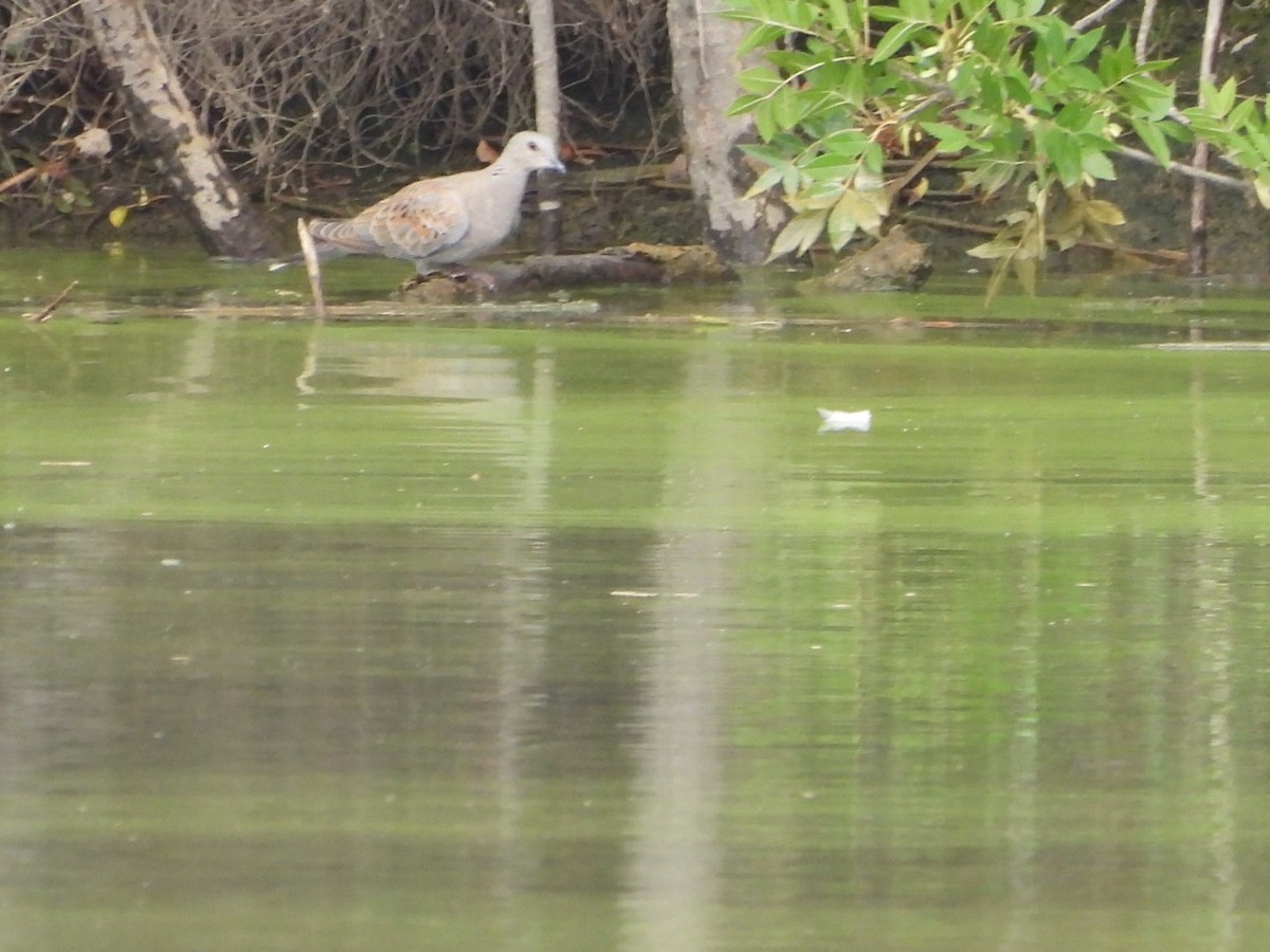 European Turtle-Dove - ML470941911