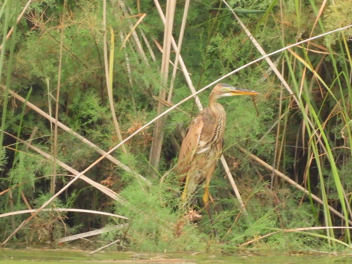 Purple Heron - ML470941951