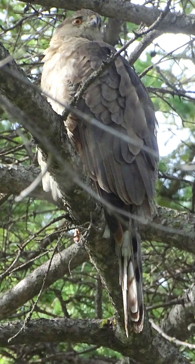 Cooper's Hawk - ML470941971