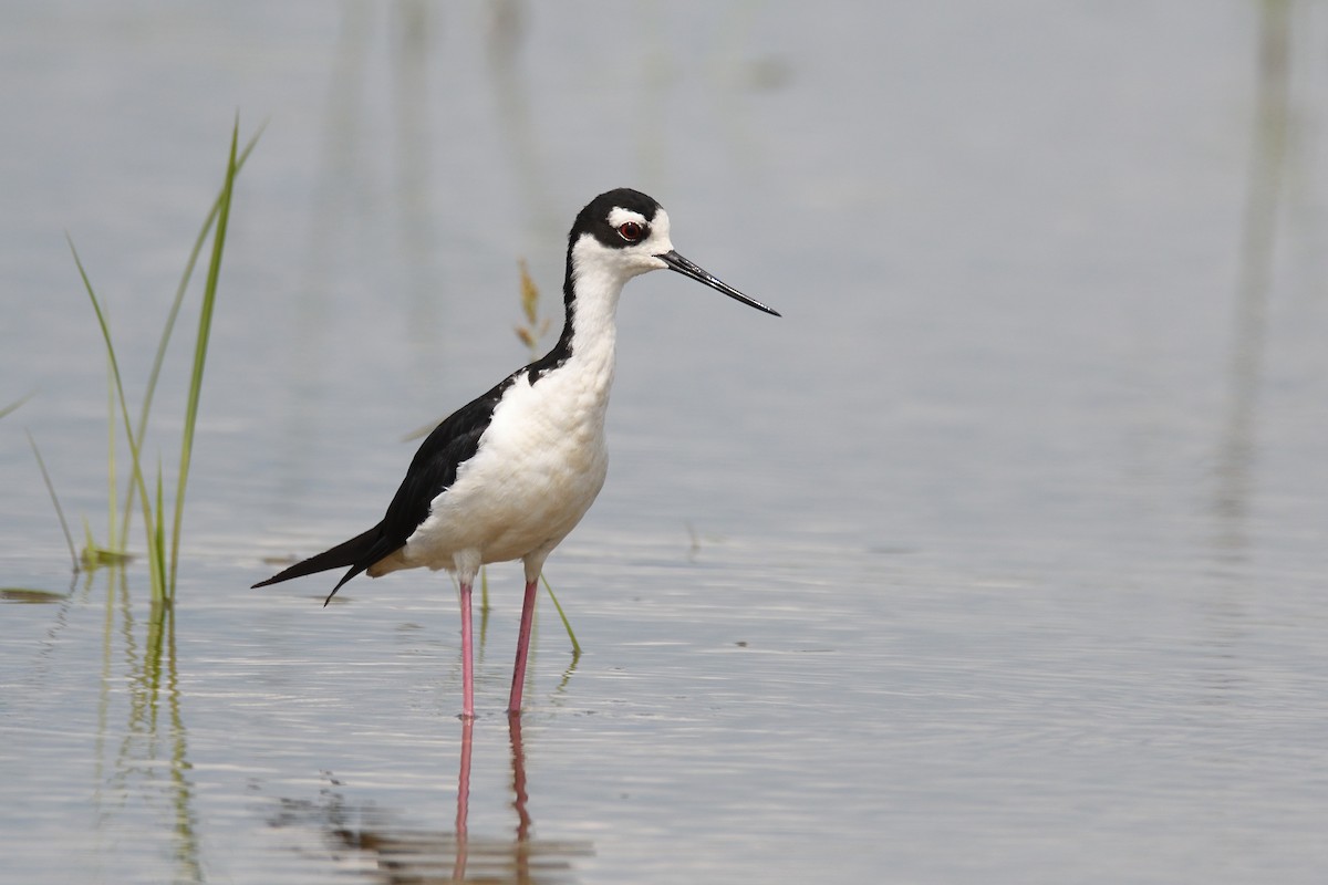 Schwarznacken-Stelzenläufer (mexicanus) - ML470942771