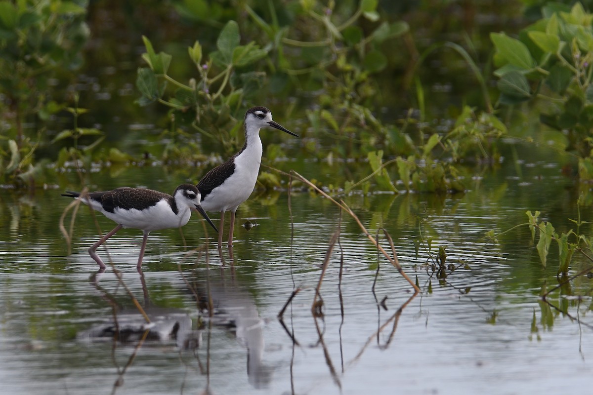 Black-necked Stilt (Black-necked) - Vern Wilkins 🦉