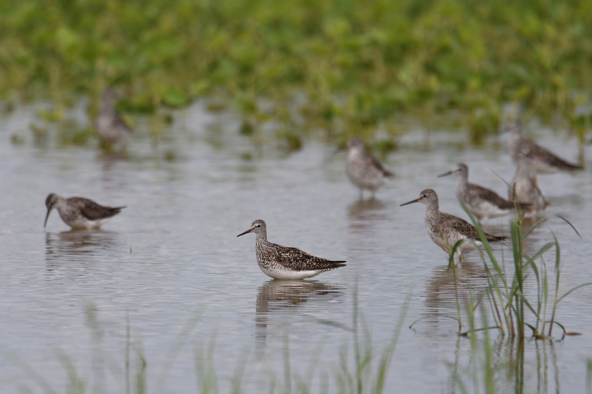 Lesser Yellowlegs - ML470943201