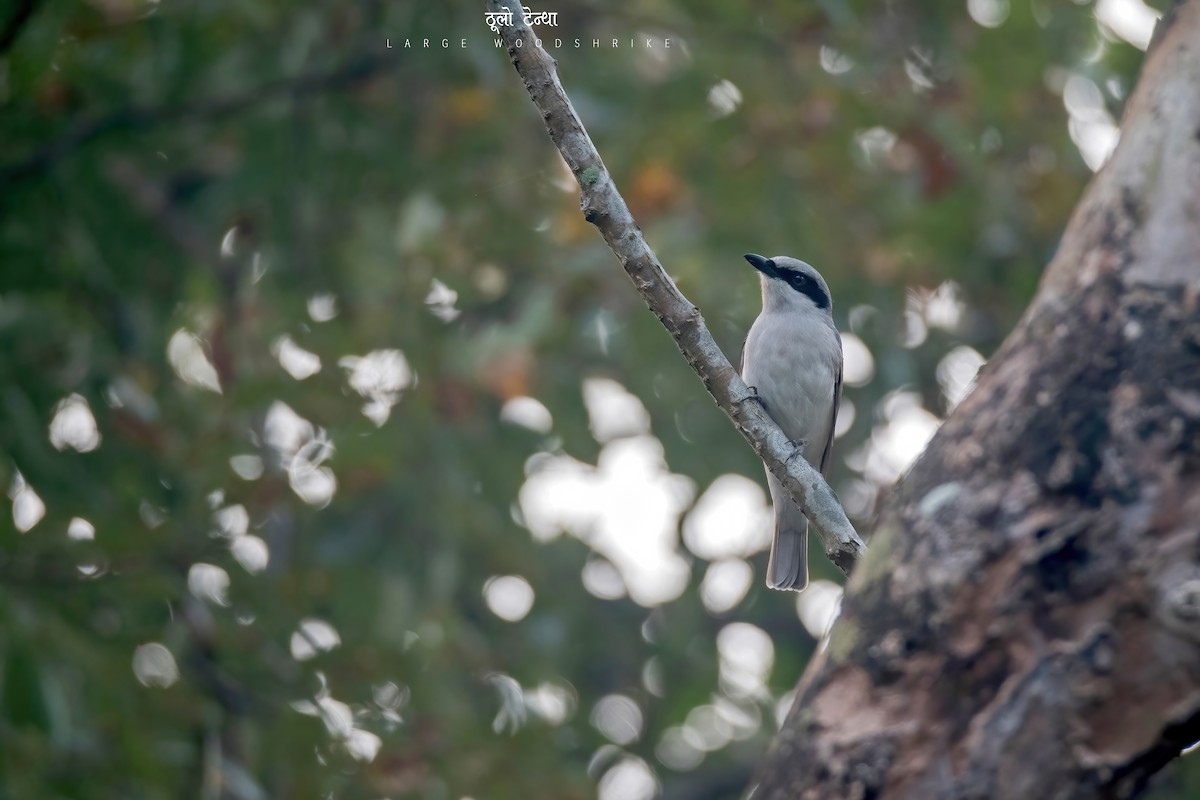 Large Woodshrike - ML470943831