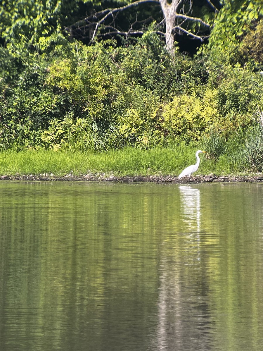 Silberreiher - ML470944381