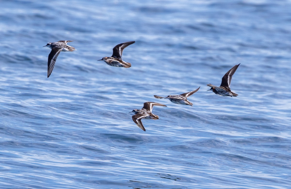 Red-necked Phalarope - Robin Ohrt