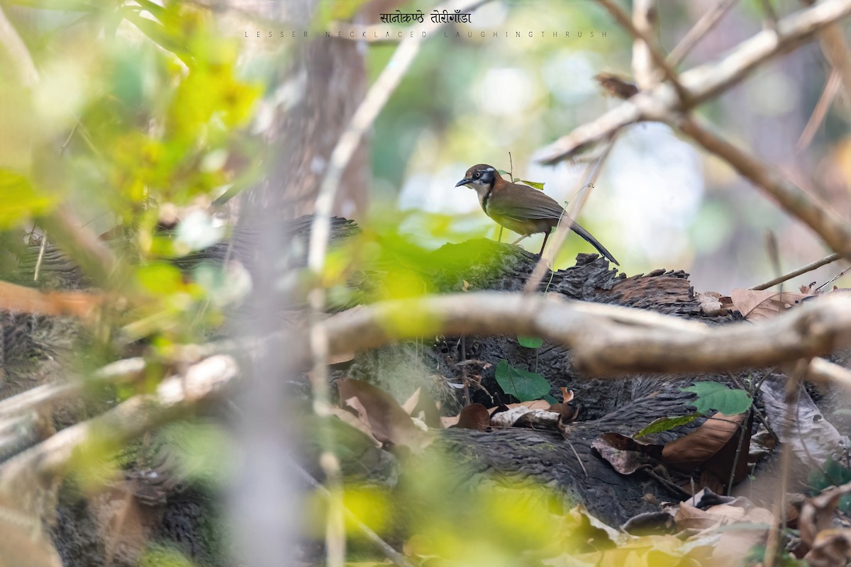 Lesser Necklaced Laughingthrush - ML470945781